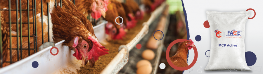 فوسفات احادي الكالسيوم MCP Active