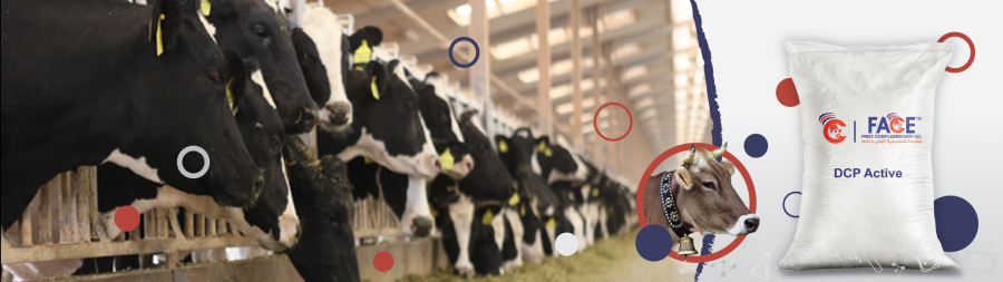 فوسفات ثنائي الكالسيوم للأعلاف DCP Active