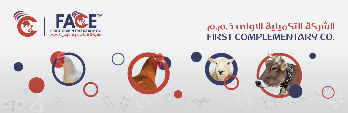 الشركة التكميلية الأولى